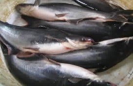Pengusaha RI Siap Pasok 300 Ton Ikan Patin ke Arab Saudi