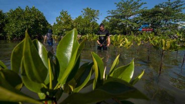 1 Juta Hektare Hutan Mangrove Indonesia Rusak Parah, Perlu Antisipasi