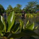 1 Juta Hektare Hutan Mangrove Indonesia Rusak Parah, Perlu Antisipasi
