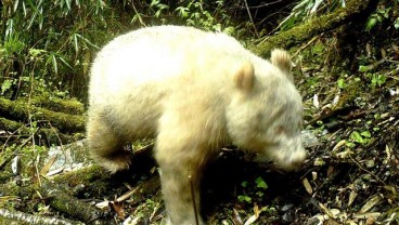 Panda Albino Tertangkap Kamera di Cagar Alam China