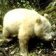 Panda Albino Tertangkap Kamera di Cagar Alam China