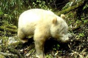 Panda Albino Tertangkap Kamera di Cagar Alam China