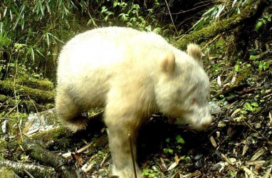 Panda Albino Tertangkap Kamera di Cagar Alam China