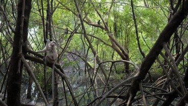 Chevron Gandeng YKAN untuk Selamatkan Ekosistem Mangrove