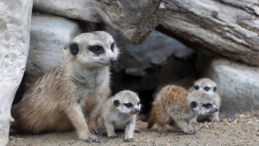 4 Bayi Meerkat Tarik Perhatian Pengunjung Kebun Binatang Thailand