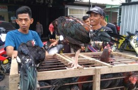 Harga ayam kampung di Makassar melonjak menjelang Lebaran 2019