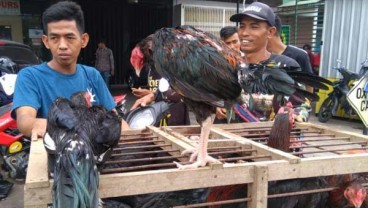 Harga ayam kampung di Makassar melonjak menjelang Lebaran 2019