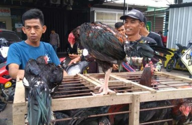 Harga ayam kampung di Makassar melonjak menjelang Lebaran 2019