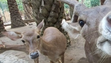 JELAJAH JAWA BALI 2019: Serunya Wisata Ramah Anak dan Disabilitas di Bali Zoo