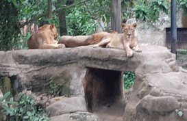 JELAJAH JAWA-BALI 2019: 2020, Bali Zoo Tambah Hewan Asal Afrika