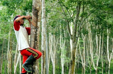 Salim Ivomas Pratama Kurangi Porsi Tanaman Karet