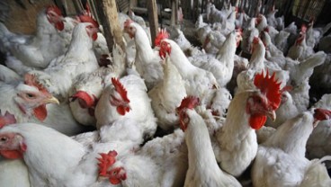 Ekspor Ayam Brasil ke China Tumbuh Hingga 50%