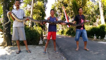 Di Boyolali, dalam Sepekan 3 Ular Piton Ditangkap Warga