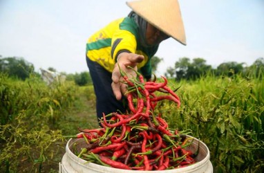 Harga Sayur dan Cabai Pacu Pendapatan Petani