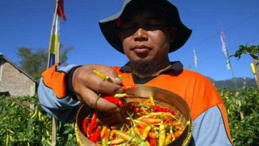 Cabai Merah Kerek Inflasi Mei di Kota Malang