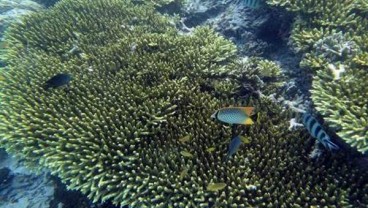 5 Destinasi Snorkeling Populer di Raja Ampat