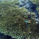 5 Destinasi Snorkeling Populer di Raja Ampat