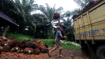 Batang Kelapa Sawit Bisa Untuk Gula Merah, Mebel, dan Kayu Lapis