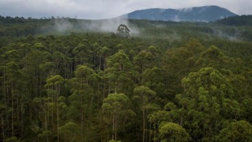 Teknik Silin Mampu Jaga Kualitas Tutupan Lahan Hutan Alam