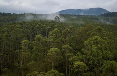 Teknik Silin Mampu Jaga Kualitas Tutupan Lahan Hutan Alam
