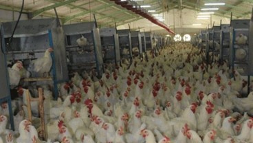 Berharap Harga Ayam Broiler Pulih, Mirae Rekomendasikan Tahan untuk Saham MAIN