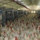 Berharap Harga Ayam Broiler Pulih, Mirae Rekomendasikan Tahan untuk Saham MAIN