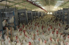 Berharap Harga Ayam Broiler Pulih, Mirae Rekomendasikan Tahan untuk Saham MAIN