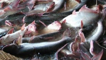 PERIKANAN NASIONAL : Produksi Patin Tumbuh