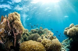 KM Nusa Kenari Tenggelam, 10 Korban Selamat Berenang ke Pantai