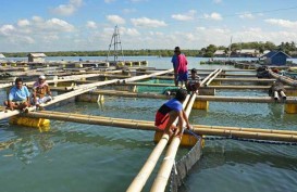 Investor AS Tanam US$50 Juta untuk Budidaya Perikanan Laut di Sulut