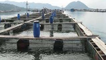 DKP Sulut Pasang Target untuk Investasi Forever Oceans