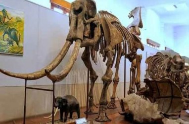 Warga Ngawi Temukan Fosil Gajah Purba