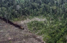 Moratorium Izin Pemanfaatan Hutan Alam dan Lahan Gambut Bakal Permanen