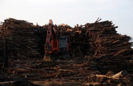 Dongkrak Omzet, Pengusaha Hutan Didorong Sertifikasi Kayu