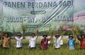 Bulog Kerjasama On Farm dengan UNS di Eks Karesidenan Surakarta