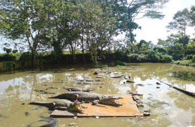 Kemunculan Anak Buaya di Saluran Air Hebohkan Warga