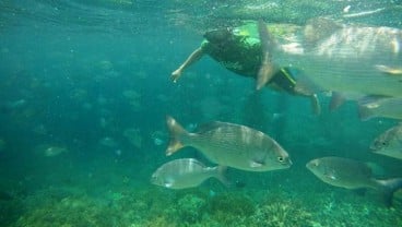 380 Tukik Penjelajah Laut Dilepas di Raja Ampat