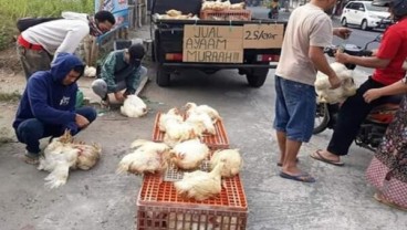 Peternak Obral Ayam di Pinggir Jalan Siasati Harga Murah