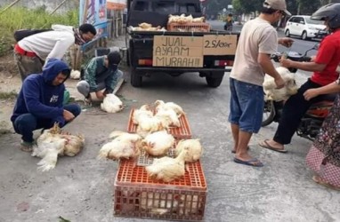 Peternak Obral Ayam di Pinggir Jalan Siasati Harga Murah