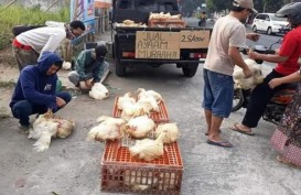 Peternak Obral Ayam di Pinggir Jalan Siasati Harga Murah
