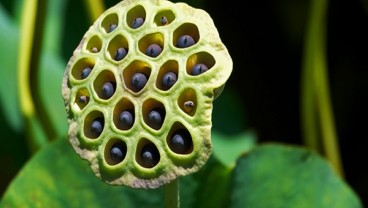 Mengenal Trypophobia, yang Bikin Seseorang Fobia Lubang