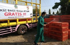 Sekitar 11.500 Ayam Broiler Dibagikan di Semarang
