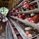 Harga Ayam Broiler Anjlok, Peternak Bagikan Gratis 30.000 Ekor Ayam