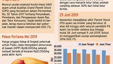 Berharap Pengurangan Produksi Membuat Peternak Ayam Kembali Tersenyum