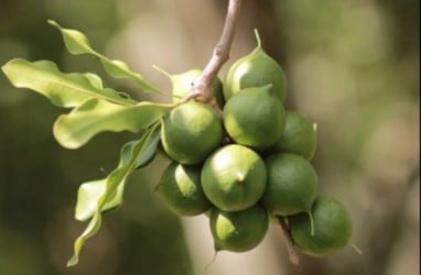 Gubernur Sumut Edy Rahmayadi Ajak Kembangkan Kacang Macadamia