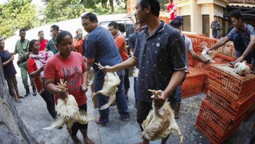 Perbaikan Data Populasi Ayam Mendesak