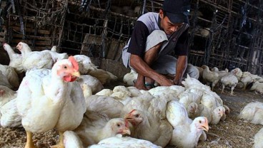 Mentan Janji Sikat Pihak Bermain di Kasus Ayam Pedaging