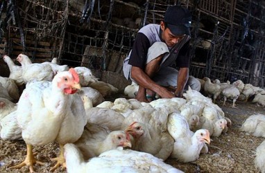 Mentan Janji Sikat Pihak Bermain di Kasus Ayam Pedaging