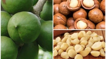 KLHK Gunakan Kacang Macadamia untuk Rehabilitasi Lahan