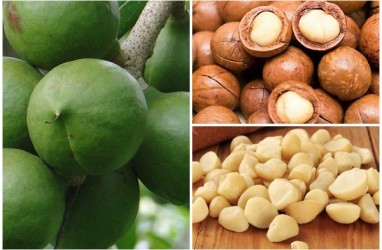 KLHK Gunakan Kacang Macadamia untuk Rehabilitasi Lahan